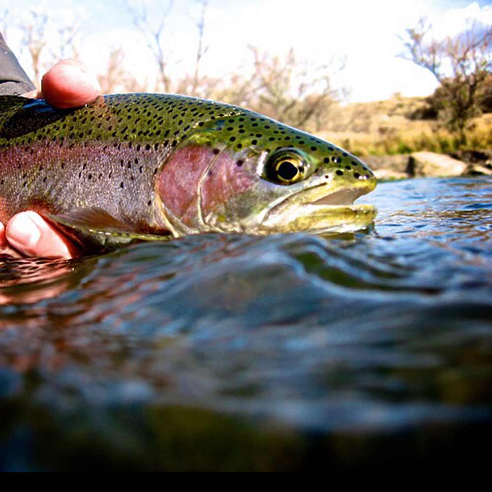 Rainbow trout